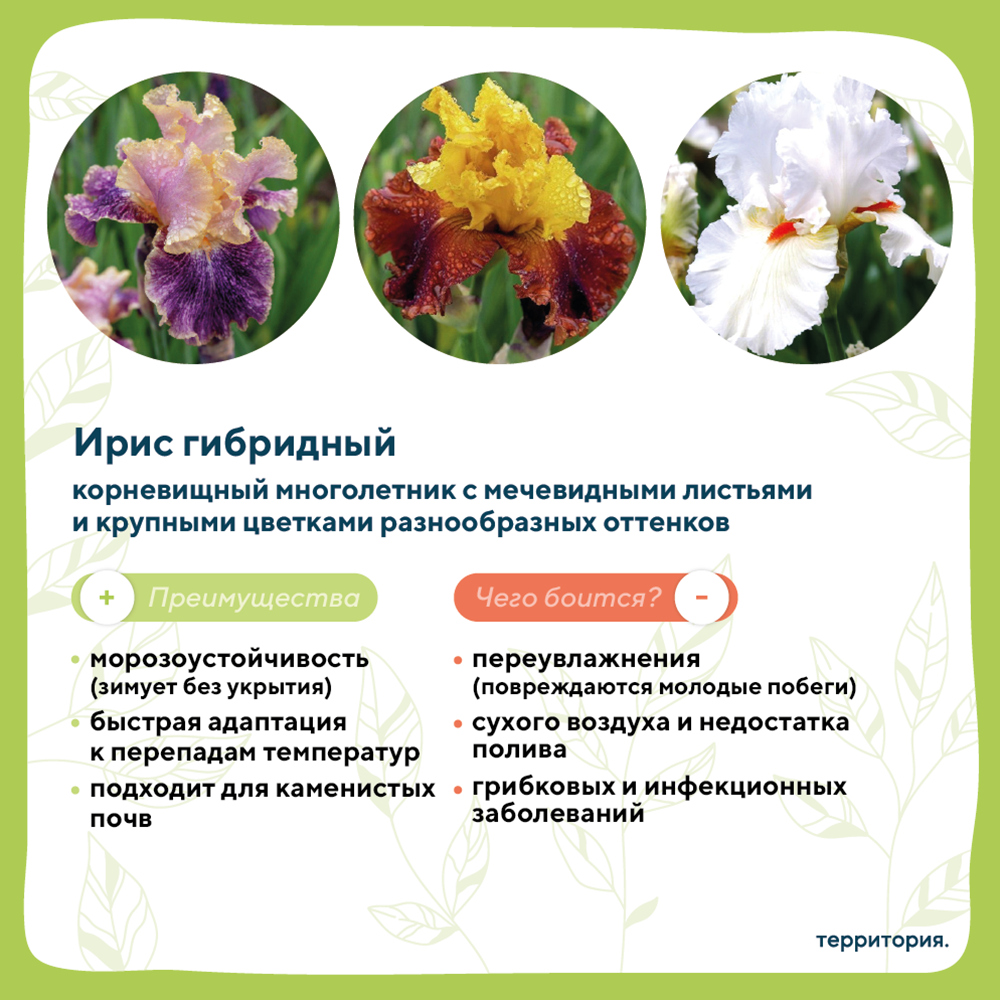 атлас растений 4.png