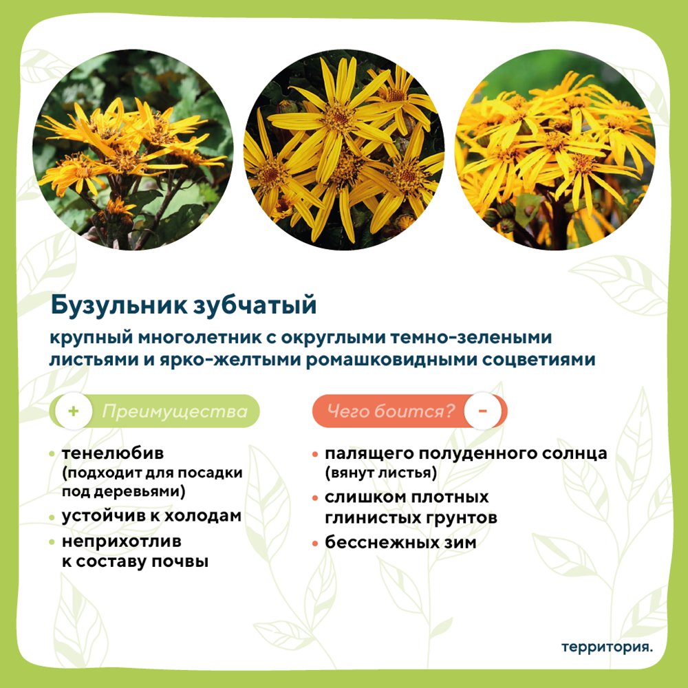 атлас растений 3.png