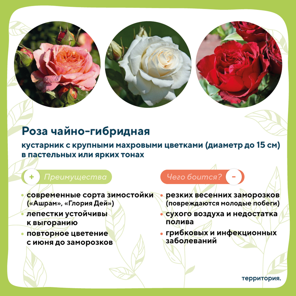 атлас растений 6.png